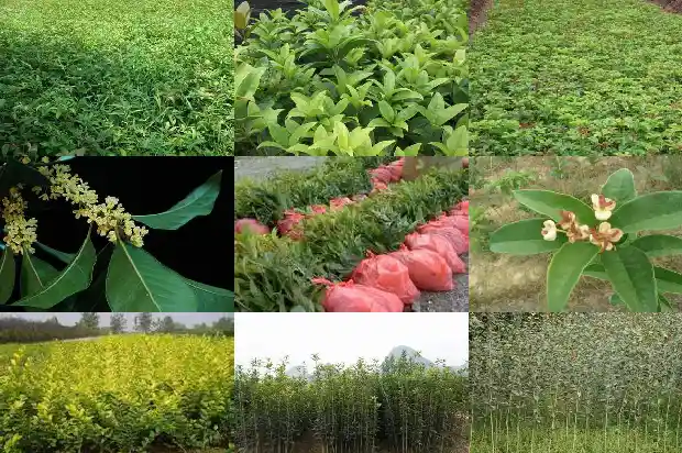 桂花嫁接的好还是靠接的好看1687221102819