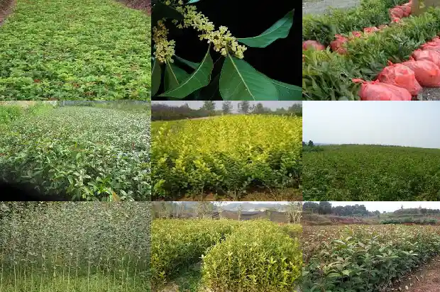 桂花树没嫁接会开花吗1687221126231