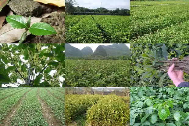 四季桂花多少钱一克啊1690072369806