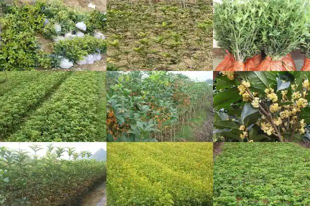桂花在什么树上嫁接成活率高1687221172505