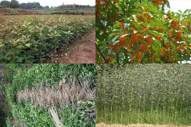 桂花树为何要嫁接果树1687221188330