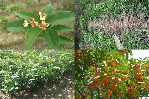 桂花树为什么要嫁接才能结果1687221210195