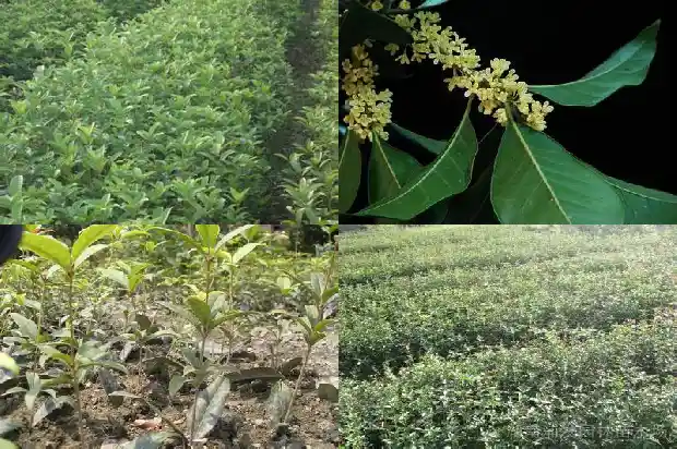 桂花树为什么要嫁接才能结果1687221210243