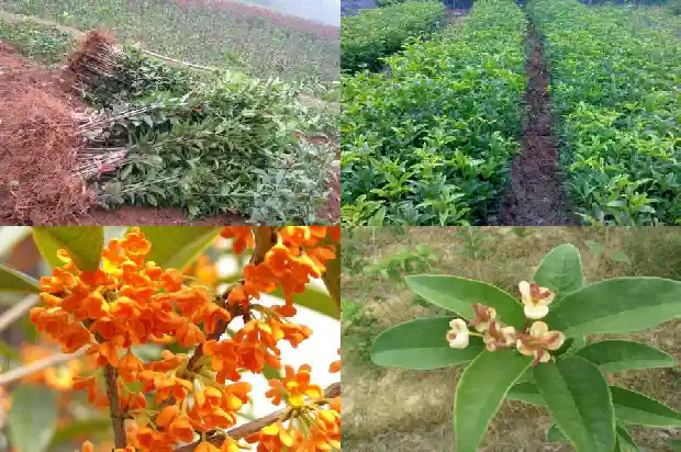 桂花树为什么要嫁接才能结果1687221210338