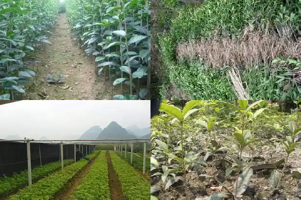 成都桂花树市场价格12--15公分1689640005244