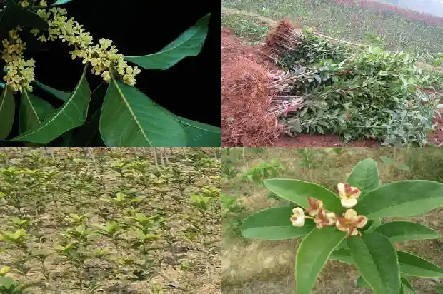 桂花树是嫁接的好还是不嫁接的好看些1687221230601