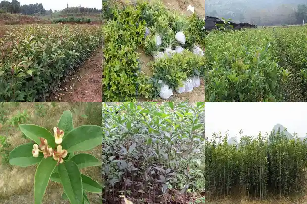 桂花树与哪种树嫁接最好看1687221250978
