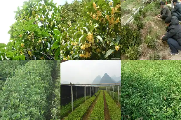 桂花树与哪种树嫁接最好看1687221251026