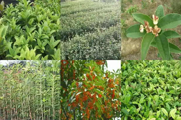 桂花是嫁接好还是不嫁接好呢1687221306378
