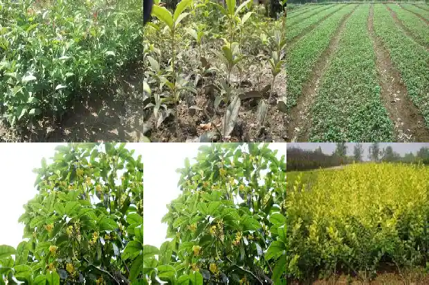 桂花是嫁接好还是不嫁接好呢1687221306474