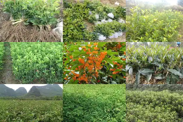 桂花树苗木价格表大全1689726951493