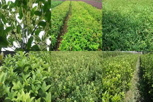 嫁接的桂花树和原生桂花树哪种活得久一点1687221390146
