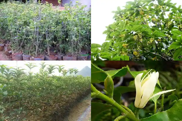 桂花和什么树嫁接能活一年1687221496366