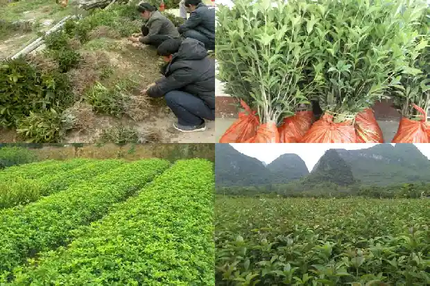 桂花和什么树嫁接能活一年1687221496414