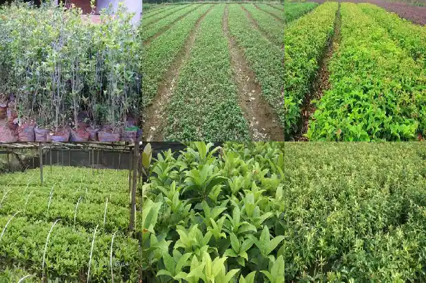 桂花和什么树嫁接能活一年1687221496460
