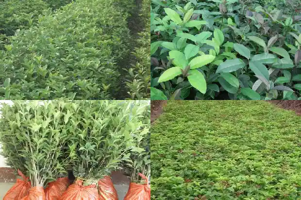桂花树桩嫁接什么苗子1688345576892