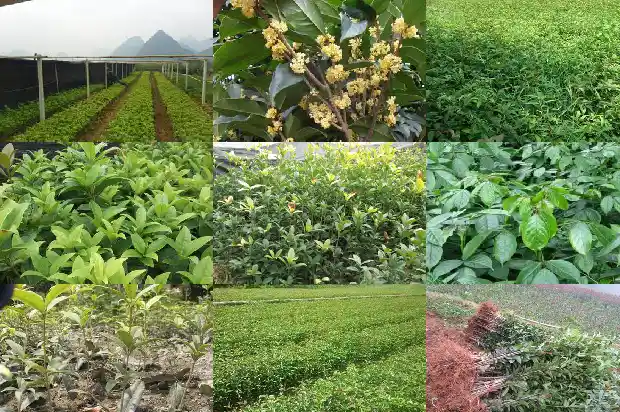 桂花泡茶是凉性还是热性1689035324556