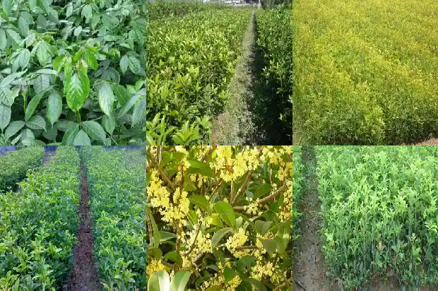 桂花的果子怎么食用1689313366391