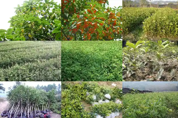 桂花靠接好还是嫁接好看1687221655272