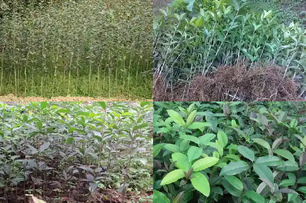 封闭阳台能养桂花吗北方1687221704089