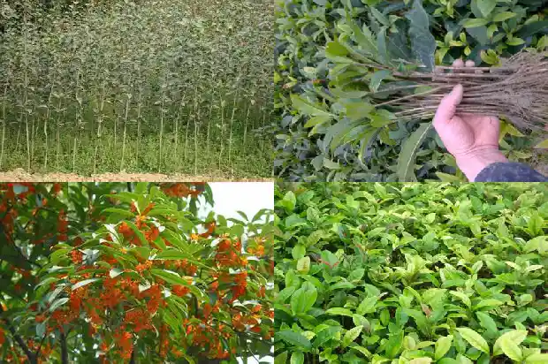 为什么阳台不能种桂花1687221719572