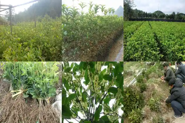 山上的桂花一般是什么品种的1688861695573