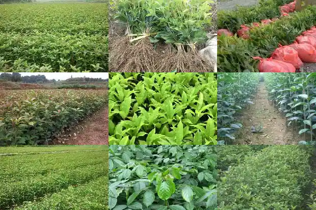 桂花冬天能移栽吗北方1688521594807
