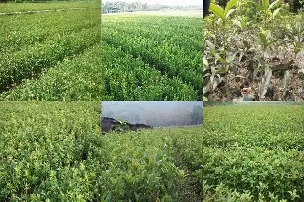 嫁接的桂花好还是不嫁接的好看一点1687221770933