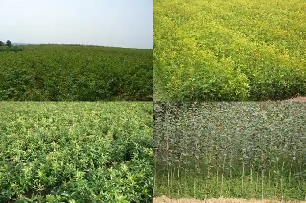 喝桂花茶的坏处1689035109803