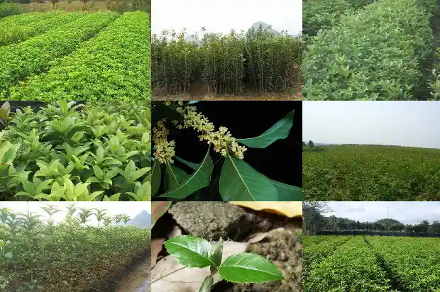 嫁接的桂花树好不好活呢1687221810206