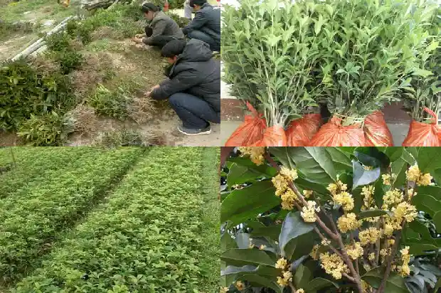 嫁接的桂花树好不好活呢1687221810252