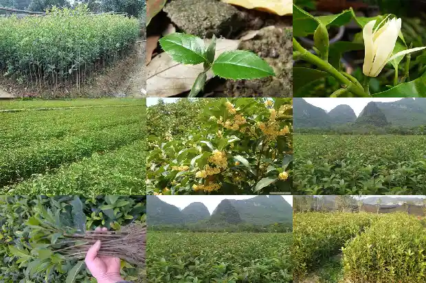 湖北桂花树苗批发厂家1690158847106