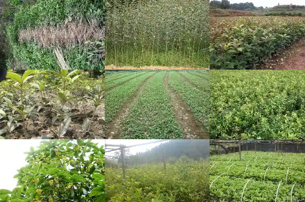 桂花枸杞绿茶能减肥吗1689208143493