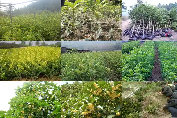 桂花用啥树嫁接好1687221866779