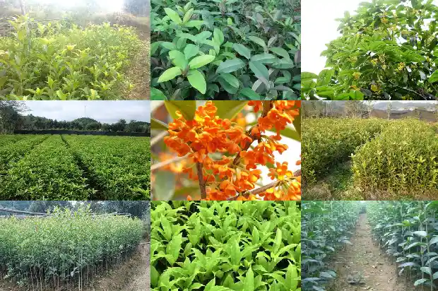 桂花嫁接什么树好看又好养1687221886890