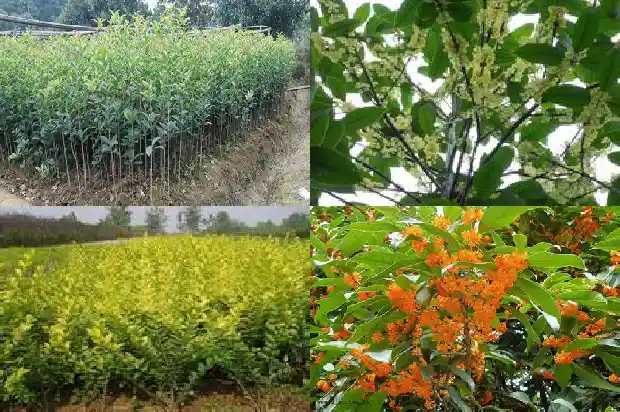 桂花嫁接什么树好看又好养1687221886937