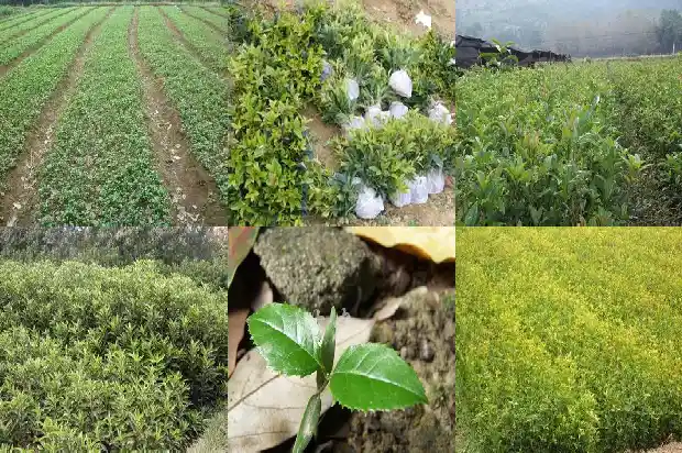 什么树能嫁接桂花最好1687221925944
