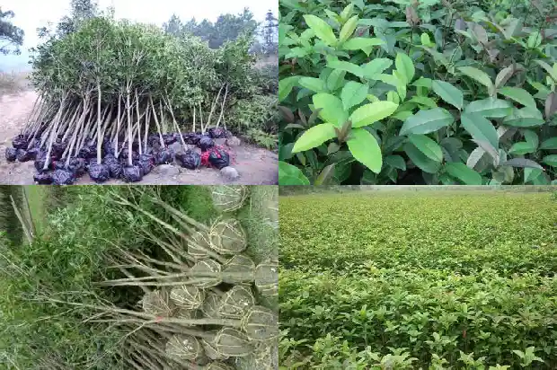 什么树能嫁接桂花最好1687221925992