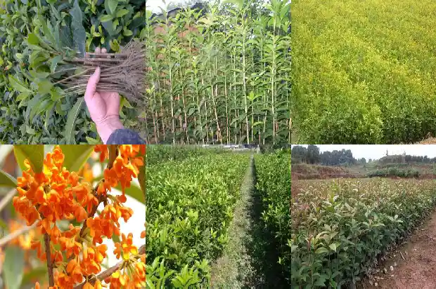 什么树适合嫁接桂花呢1687221948327
