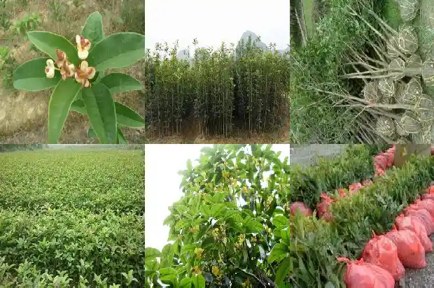 什么树嫁接桂花树好养1687221972299