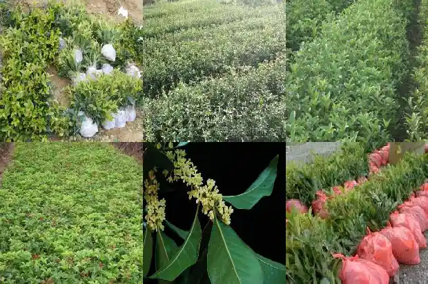 什么树嫁接桂花树好养1687221972347
