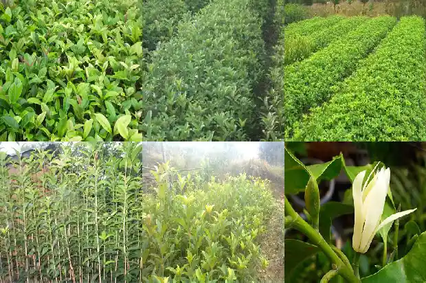 什么树嫁接桂花树好养1687221972442