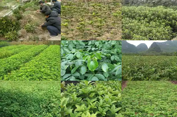 什么树可以嫁接桂花最好看1687221987937