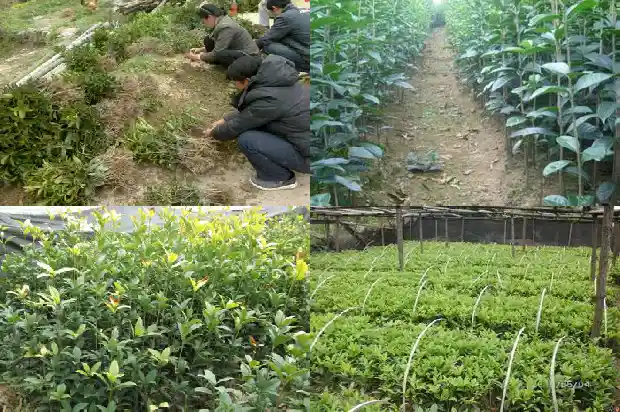 什么树可以嫁接桂花最好看1687221987985
