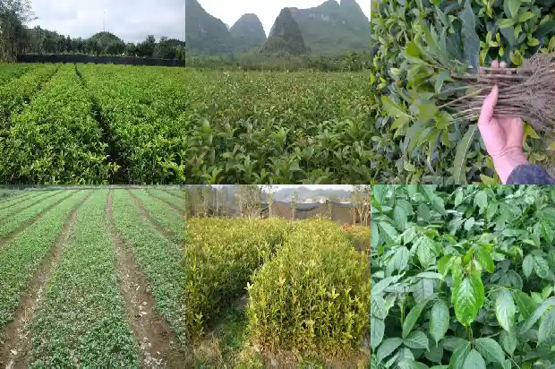 用什么树嫁接桂花最好1687222033300