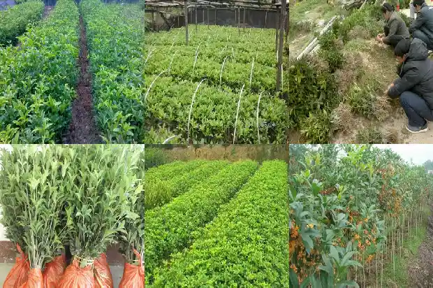 用什么树嫁接桂花最好1687222033349