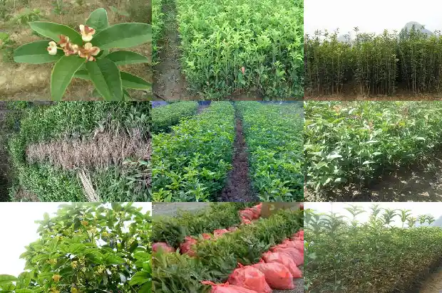 用什么树嫁接桂花最好1687222033396
