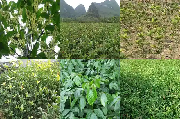 桂花树需不需要嫁接呢1687222060407