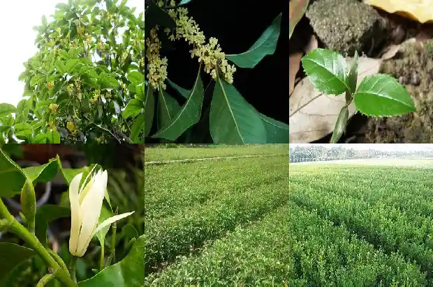 桂花红茶属于热性茶吗1689467296133