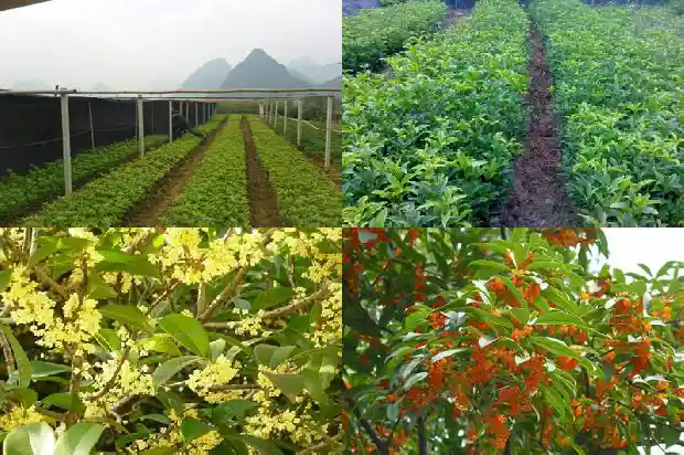 桂花树什么嫁接最好活的1687222068072